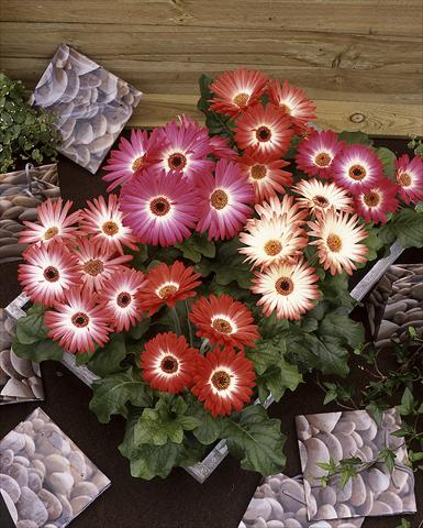 foto van een variëteit aan bloemen, te gebruiken als: Pot Gerbera jamesonii Royal Bicolor Red Shades F1