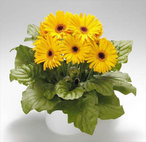 foto van een variëteit aan bloemen, te gebruiken als: Pot Gerbera jamesonii Royal Golden Yellow F1