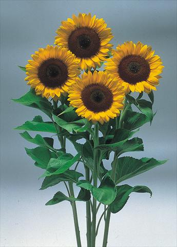 photo of flower to be used as: Cutflower Helianthus annuus Sunrich Orange F1