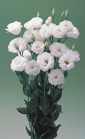 foto van een variëteit aan bloemen, te gebruiken als:  Lisianthus (Eustoma grandiflorum) Arena IV White F1