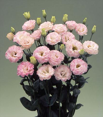 foto van een variëteit aan bloemen, te gebruiken als:  Lisianthus (Eustoma grandiflorum) Arena Pink Flash F1