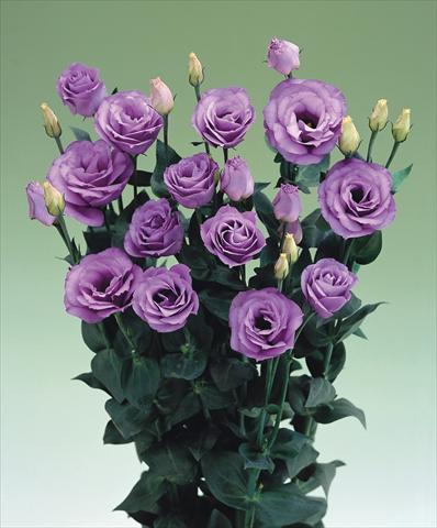 foto van een variëteit aan bloemen, te gebruiken als:  Lisianthus (Eustoma grandiflorum) Croma Lavender F1