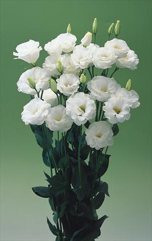 foto van een variëteit aan bloemen, te gebruiken als:  Lisianthus (Eustoma grandiflorum) Croma White F1