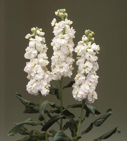 foto van een variëteit aan bloemen, te gebruiken als: Perkplant / Borders Matthiola incana Canneto White