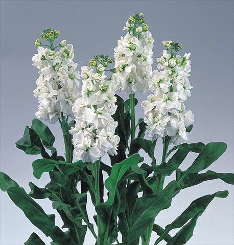 foto van een variëteit aan bloemen, te gebruiken als: Perkplant / Borders Matthiola incana Noble White