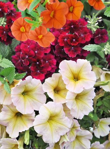 foto van een variëteit aan bloemen, te gebruiken als: Potplant, patioplant, korfplant 3 Combo RED FOX Confetti Garden Blazing Maple