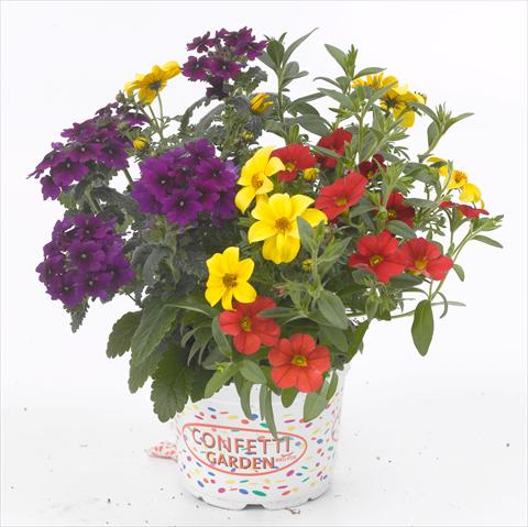 foto van een variëteit aan bloemen, te gebruiken als: Potplant, patioplant, korfplant 3 Combo RED FOX Confetti Garden Patchwork