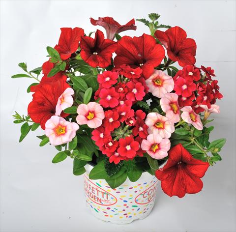 foto van een variëteit aan bloemen, te gebruiken als: Potplant, patioplant, korfplant 3 Combo RED FOX Confetti Garden Rockin Red