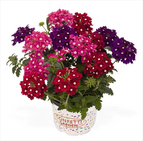 foto van een variëteit aan bloemen, te gebruiken als: Potplant, patioplant, korfplant 3 Combo RED FOX Confetti Garden Royal Charme
