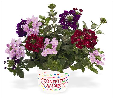 foto van een variëteit aan bloemen, te gebruiken als: Potplant, patioplant, korfplant 3 Combo RED FOX Confetti Garden Royal Flush