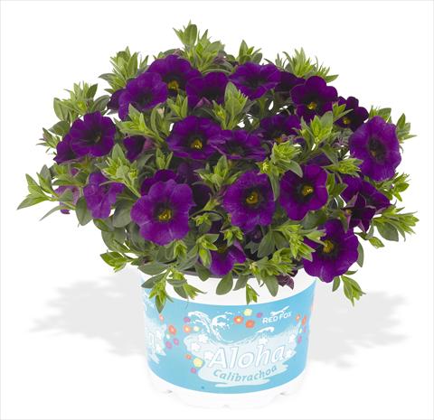 foto van een variëteit aan bloemen, te gebruiken als: Potplant, perkplant, patioplant, korfplant Calibrachoa RED FOX Aloha® Kona Midnight Blue