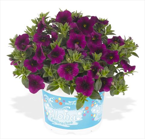foto van een variëteit aan bloemen, te gebruiken als: Potplant, perkplant, patioplant, korfplant Calibrachoa RED FOX Aloha® Kona Midnight Purple