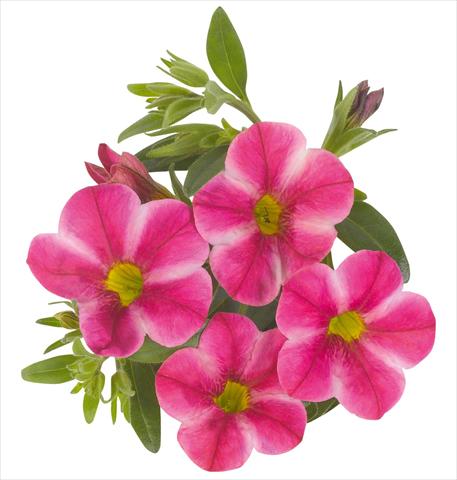 foto van een variëteit aan bloemen, te gebruiken als: Potplant, perkplant, patioplant, korfplant Calibrachoa RED FOX Aloha® Neon Volcano
