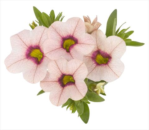 foto van een variëteit aan bloemen, te gebruiken als: Potplant, perkplant, patioplant, korfplant Calibrachoa RED FOX Aloha® Tiki Lychee