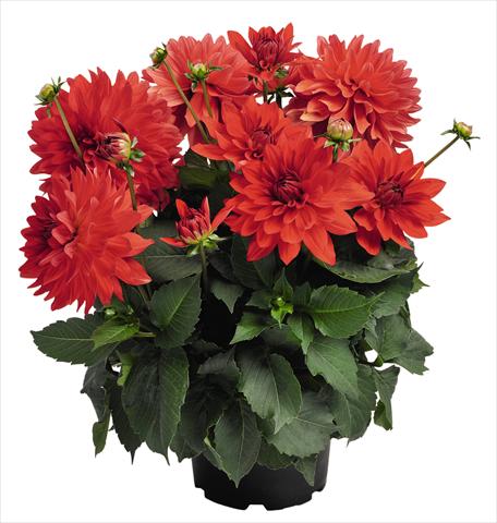 foto van een variëteit aan bloemen, te gebruiken als: Pot - en perkplant Dahlia RED FOX XXL Alamos