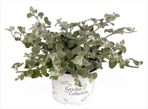 foto van een variëteit aan bloemen, te gebruiken als: Pot - en perkplant Helichrysum (Bracteantha) Silver