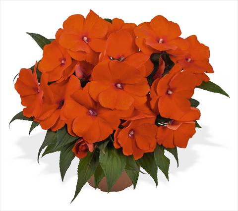 foto van een variëteit aan bloemen, te gebruiken als: Potplant, perkplant, patioplant, korfplant Impatiens N. Guinea RED FOX Magnum Orange