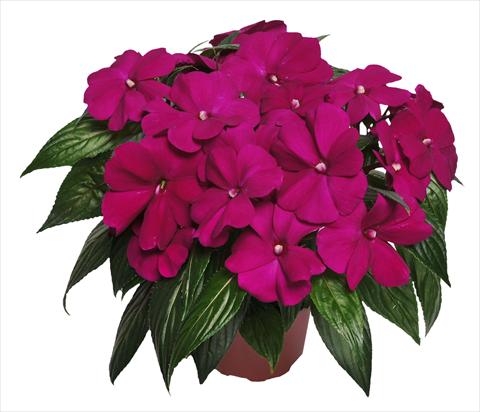 foto van een variëteit aan bloemen, te gebruiken als: Potplant, perkplant, patioplant, korfplant Impatiens N. Guinea RED FOX Magnum Purple