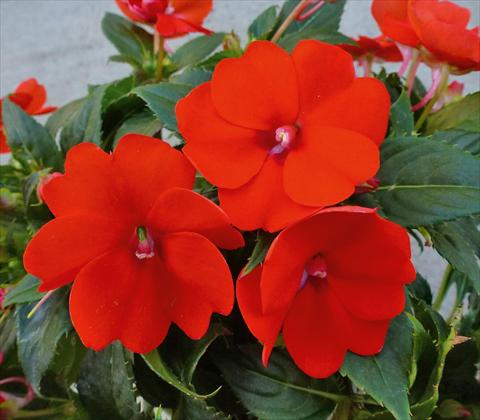 foto van een variëteit aan bloemen, te gebruiken als: Potplant, perkplant, patioplant, korfplant Impatiens N. Guinea SunPatiens® Compact Electric Orange