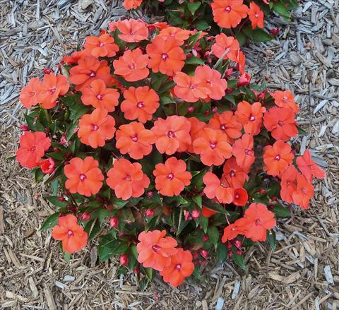 foto van een variëteit aan bloemen, te gebruiken als: Potplant, perkplant, patioplant, korfplant Impatiens N. Guinea SunPatiens® Compact Hot Coral