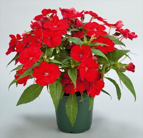foto van een variëteit aan bloemen, te gebruiken als: Potplant, perkplant, patioplant, korfplant Impatiens N. Guinea SunPatiens® Compact Red