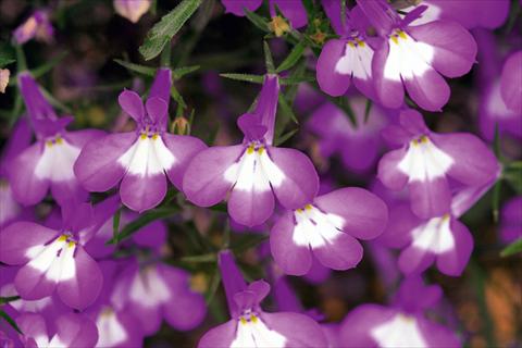 foto van een variëteit aan bloemen, te gebruiken als: Potplant, perkplant, patioplant, korfplant Lobelia Hot Lilac White Eye