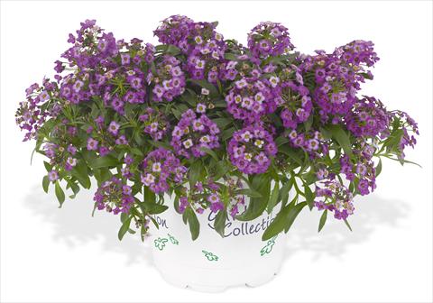 foto van een variëteit aan bloemen, te gebruiken als: Pot - en perkplant Lobularia maritima Lavender Stream