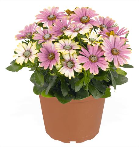 foto van een variëteit aan bloemen, te gebruiken als: Pot - en perkplant Osteospermum RED FOX Summertime® Sweet Blue Sunrise