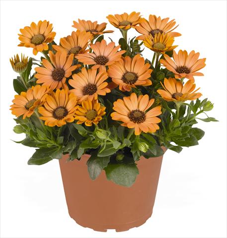 foto van een variëteit aan bloemen, te gebruiken als: Pot - en perkplant Osteospermum RED FOX Summertime® Sweet Copper Sun
