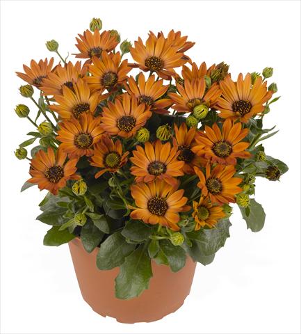 foto van een variëteit aan bloemen, te gebruiken als: Pot - en perkplant Osteospermum RED FOX Summertime® Toffee