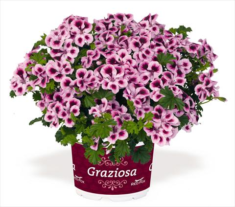 foto van een variëteit aan bloemen, te gebruiken als: Patioplant, potplant Pelargonium interspec. RED FOX Graziosa Piccola Royal Soft Pink