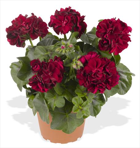 foto van een variëteit aan bloemen, te gebruiken als: Potplant, patioplant, korfplant Pelargonium peltatum RED FOX Great Balls of Fire Merlot