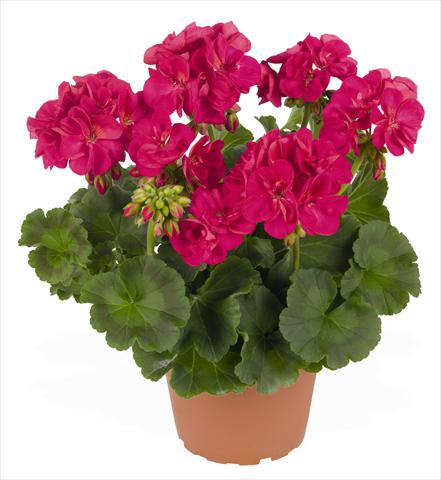 foto van een variëteit aan bloemen, te gebruiken als: Potplant, perkplant, patioplant Pelargonium zonale RED FOX Green Series Azulia