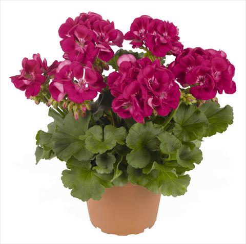 foto van een variëteit aan bloemen, te gebruiken als: Potplant, perkplant, patioplant Pelargonium zonale RED FOX Green Series Plum 2013