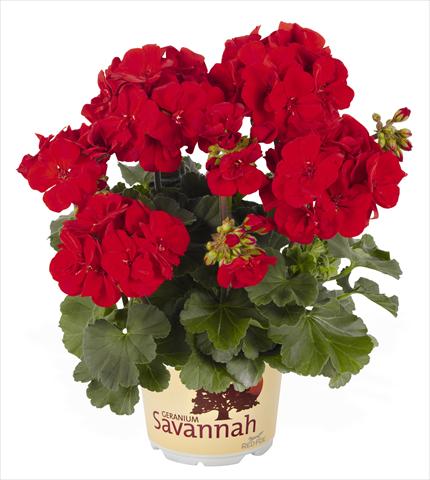 foto van een variëteit aan bloemen, te gebruiken als: Potplant, perkplant, patioplant Pelargonium zonale RED FOX Savannah Carmine