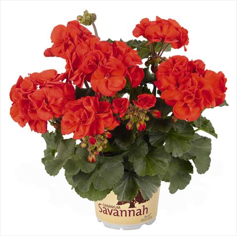 foto van een variëteit aan bloemen, te gebruiken als: Potplant, perkplant, patioplant Pelargonium zonale RED FOX Savannah Orange
