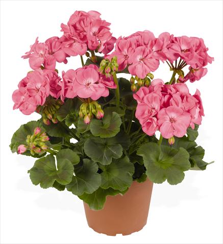 foto van een variëteit aan bloemen, te gebruiken als: Potplant, perkplant, patioplant Pelargonium zonale RED FOX Survivor Pink Passion