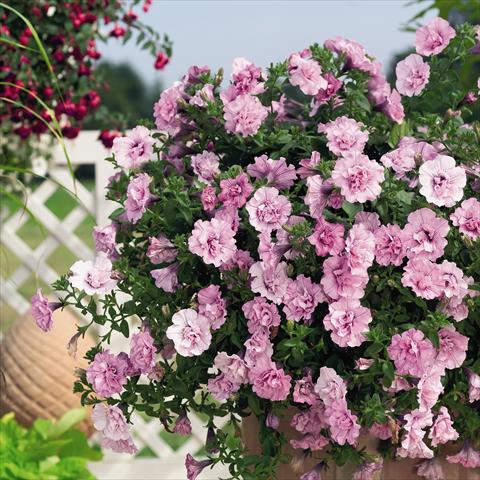 foto van een variëteit aan bloemen, te gebruiken als: Potplant, perkplant, patioplant, korfplant Petunia x hybrida RED FOX Double Surprise Soft Pink