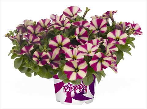 foto van een variëteit aan bloemen, te gebruiken als: Potplant, perkplant, patioplant, korfplant Petunia RED FOX Peppy Neon