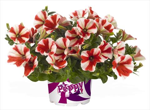 foto van een variëteit aan bloemen, te gebruiken als: Potplant, perkplant, patioplant, korfplant Petunia RED FOX Peppy Red