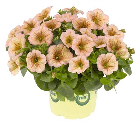 foto van een variëteit aan bloemen, te gebruiken als: Potplant, perkplant, patioplant, korfplant Petunia RED FOX Potunia® Mochaccino