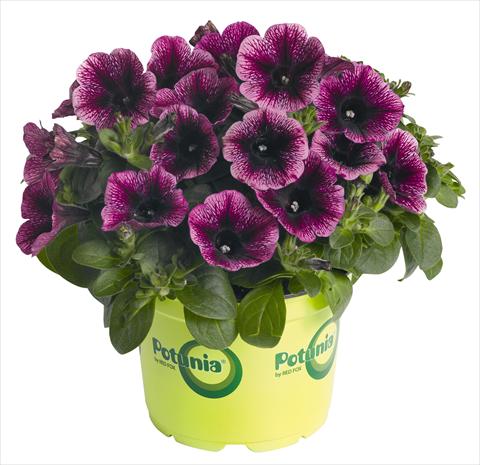 foto van een variëteit aan bloemen, te gebruiken als: Potplant, perkplant, patioplant, korfplant Petunia RED FOX Potunia® Piccola Grape Ice