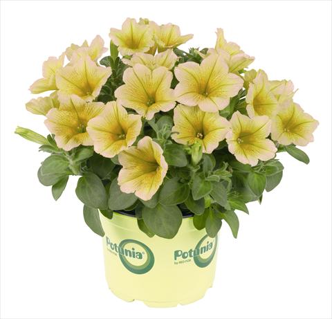 foto van een variëteit aan bloemen, te gebruiken als: Potplant, perkplant, patioplant, korfplant Petunia RED FOX Potunia® Plus Banana