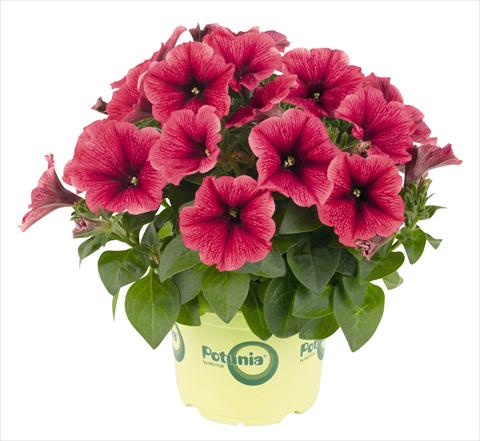 foto van een variëteit aan bloemen, te gebruiken als: Potplant, perkplant, patioplant, korfplant Petunia RED FOX Potunia® Plus Strawberry Ice