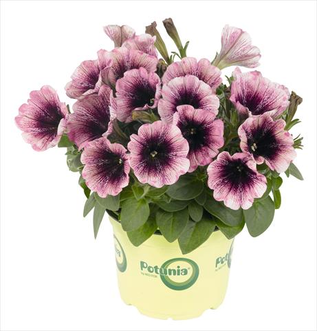 foto van een variëteit aan bloemen, te gebruiken als: Potplant, perkplant, patioplant, korfplant Petunia RED FOX Potunia® Plus Watercolor Purple