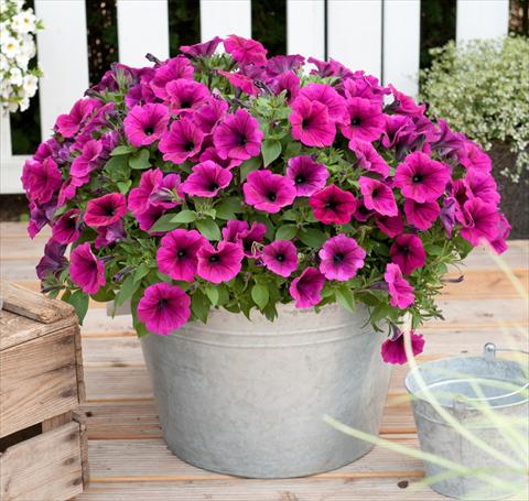 foto van een variëteit aan bloemen, te gebruiken als: Potplant, perkplant, patioplant, korfplant Petunia x hybrida RED FOX Sweetunia® Electric Violet