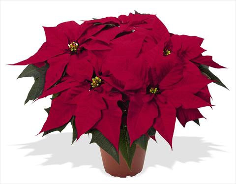 foto van een variëteit aan bloemen, te gebruiken als: Pot Poinsettia - Euphorbia pulcherrima RED FOX Special Reds Holly Jolly Dark Red