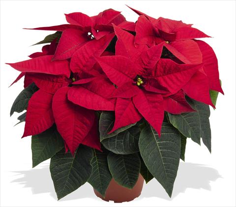 foto van een variëteit aan bloemen, te gebruiken als: Pot Poinsettia - Euphorbia pulcherrima RED FOX Special Reds Prima Red