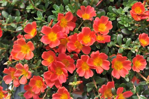 foto van een variëteit aan bloemen, te gebruiken als: Perkplant, patioplant, korfplant Portulaca RED FOX Cupcakes Carrot