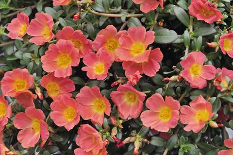 foto van een variëteit aan bloemen, te gebruiken als: Perkplant, patioplant, korfplant Portulaca RED FOX Cupcakes Peachy
